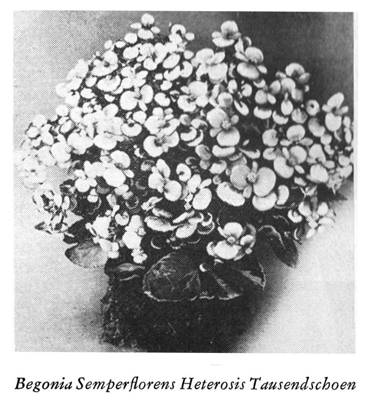 B. ‘Heterosis Tausendschon’